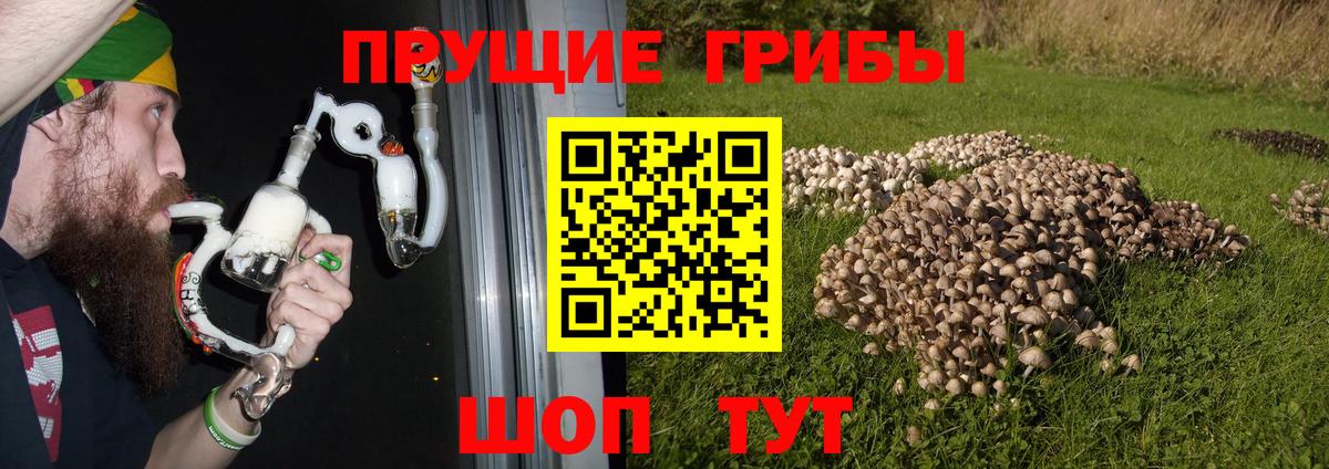 Псилоцибиновые грибы прущие грибы Сургут